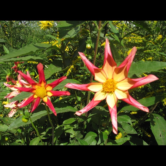 Meet your Posher, Patrice - Picture 1 of 1